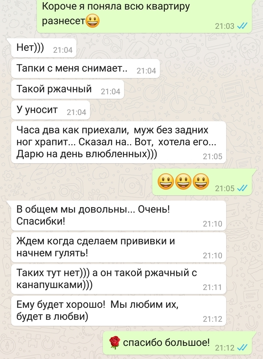 отзывы о померанском шпице