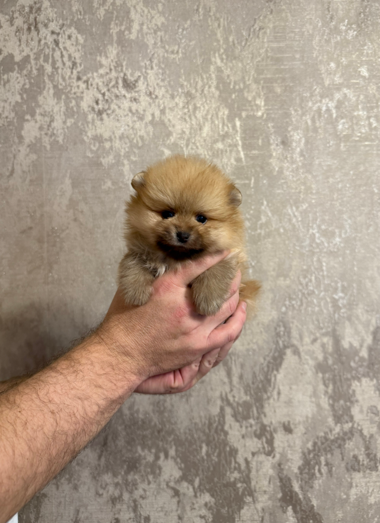 Девочка Девочка