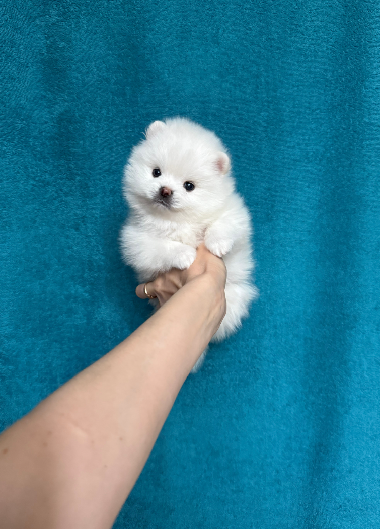 Мальчик Мальчик