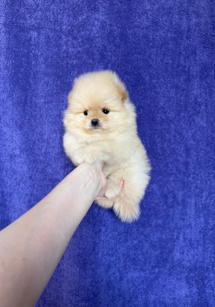 Девочка Девочка