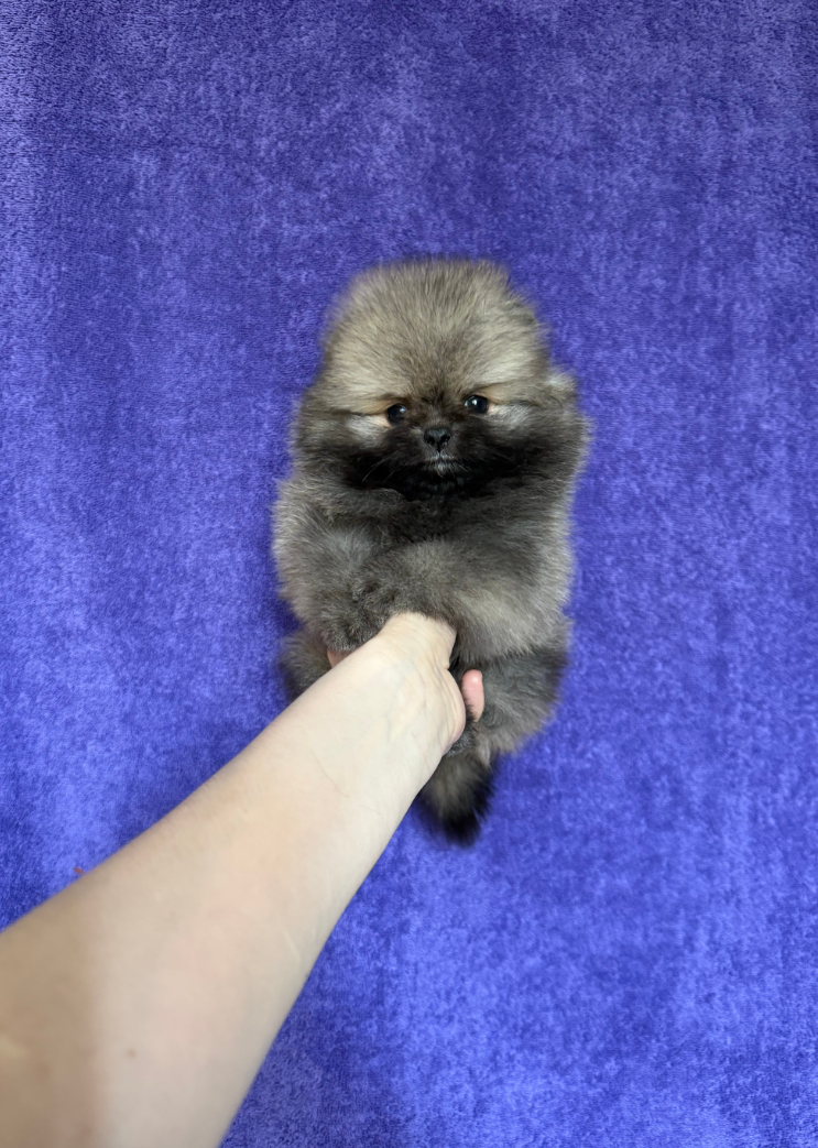 Девочка мини соболь Девочка мини соболь