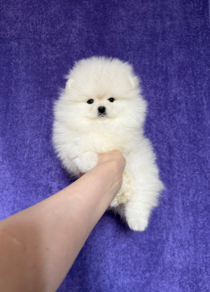 Девочка Девочка