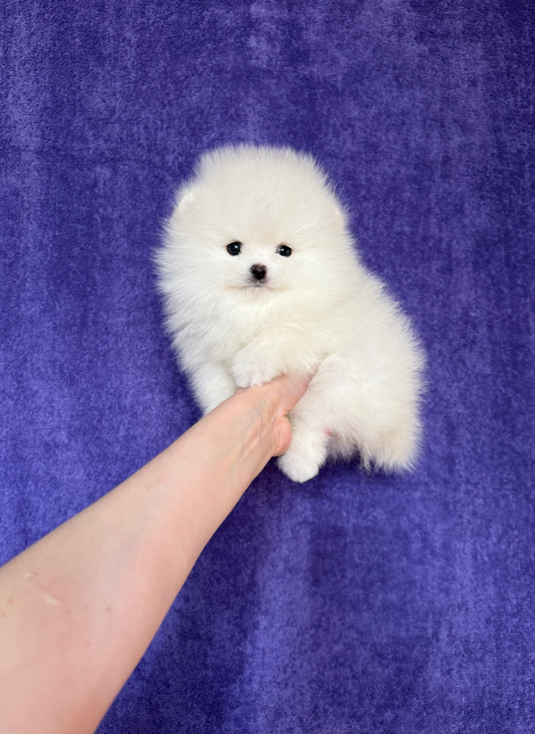 Малыш Малыш